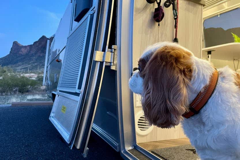 RV Camping with Pets
